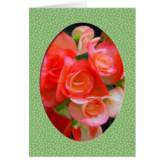 Cartão flores vermelhas da begônia (Frente)