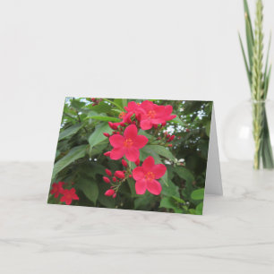 Cartão Flores Vermelhas de Jatropha