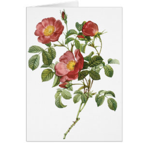 Cartão Flores Vintage Rosa vermelha Floral do Amor por Re