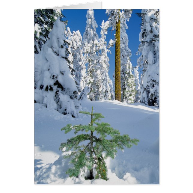 Cartão Floresta Coberta de Neve em Oregon (Frente)