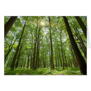 Cartão Floresta com Sun atrás