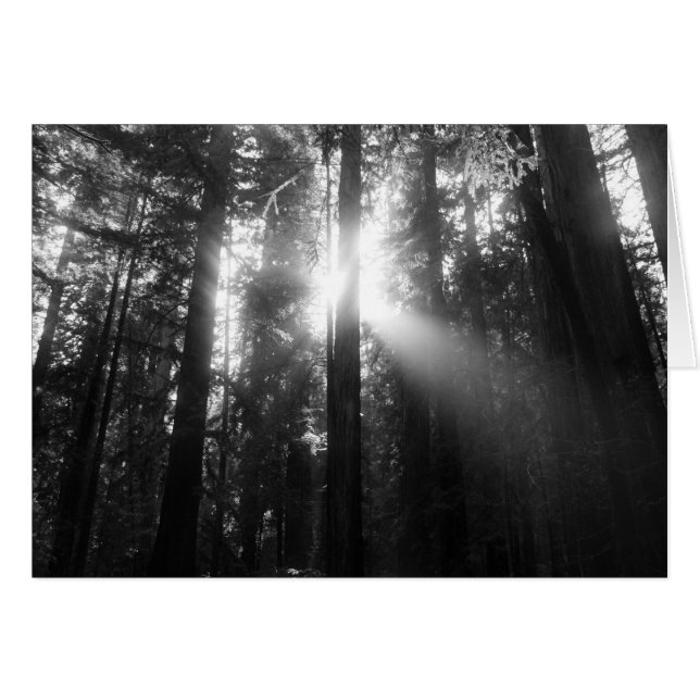 Cartão Floresta da sequóia vermelha (Frente horizontal)