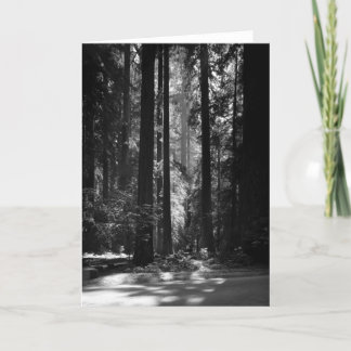 Cartão Floresta da sequóia vermelha, o Bosque do