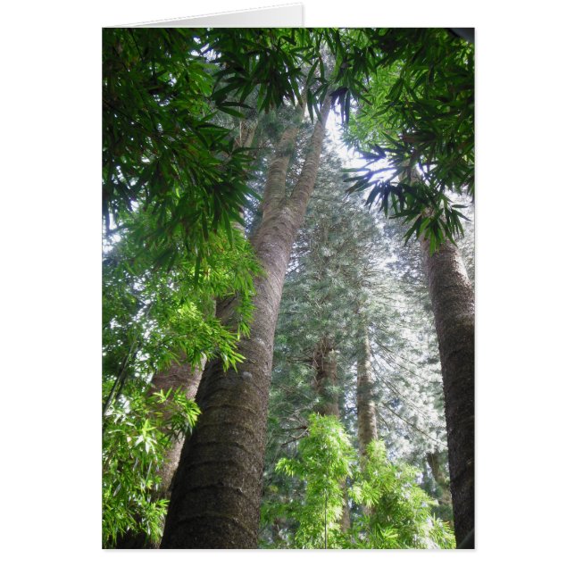 Cartão Floresta de Chuva do Havaí (Frente)