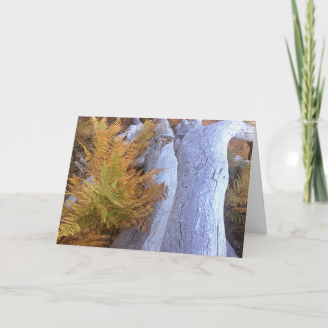 Cartão Floresta de outono (Frente)