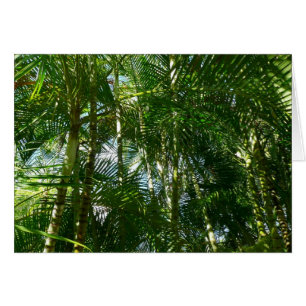 Cartão Floresta de Palmeiras Natureza Tropical