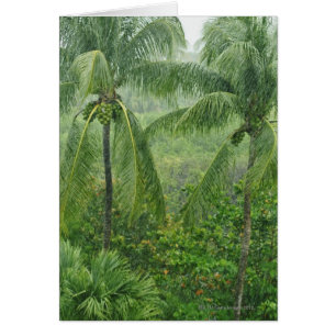 Cartão Floresta húmida tropical