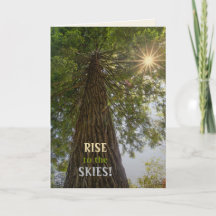 Floresta Pacífica Com Foto Da Natureza Com Luz Dou