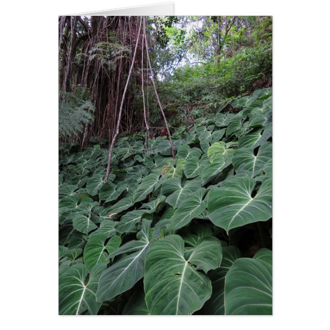 Cartão Floresta Rainha Havaiana (Frente)