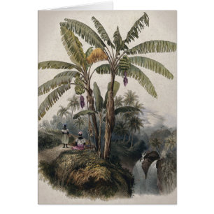 Cartão Floresta Tropical Antiquada de Banana Vintage Bo