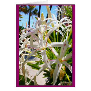 Cartão Florida exótico