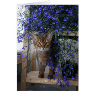 Cartão Flower Cat