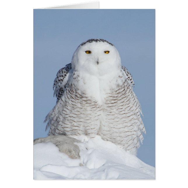 Cartão Fluffy (Frente)