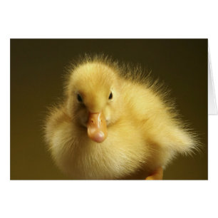 Cartão Fluffy Ducking
