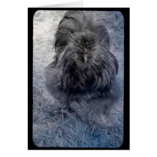 Cartão Fluffy Silkie Rooster 2