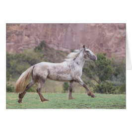 Cartão Flurry's Run - Galloping to Freedom Greting Card