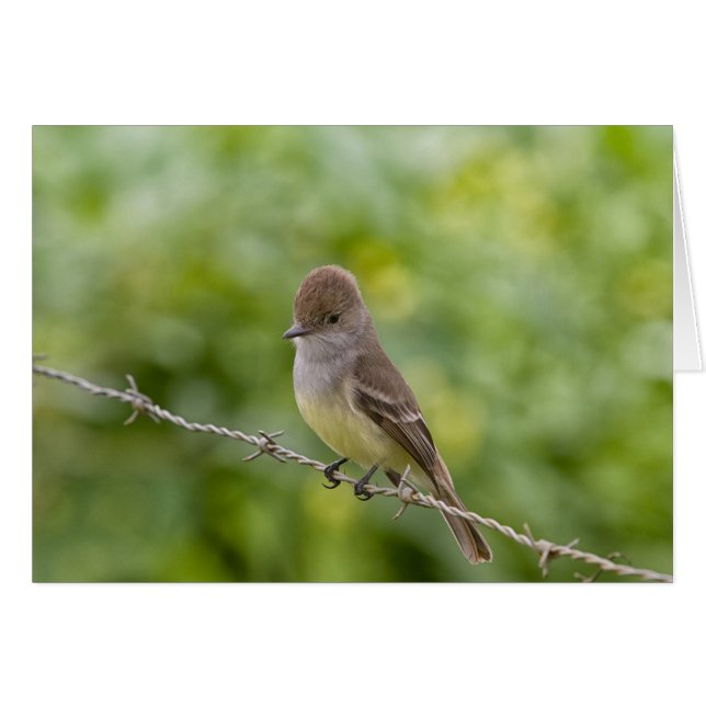 Cartão Flycatcher (Frente horizontal)