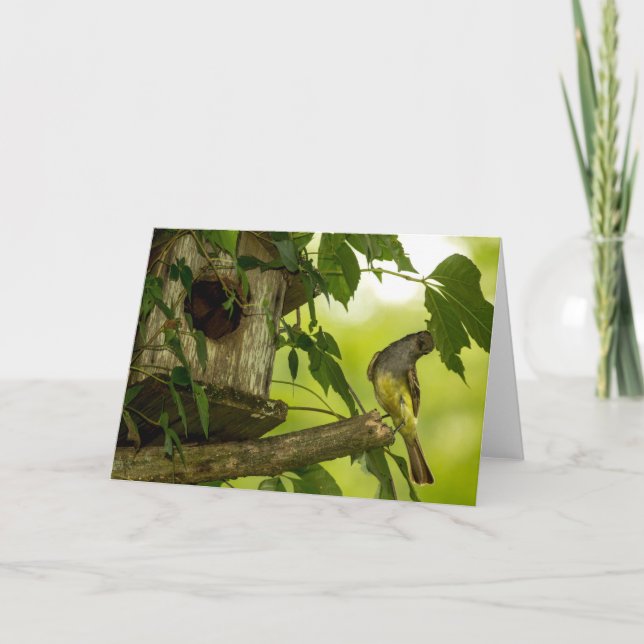 Cartão Flycatcher Deitada com excelente (Frente)