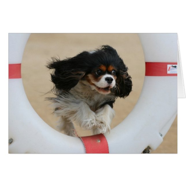 Cartão Flying Lia Tri Cavalier King Charles (Frente Horizontal)