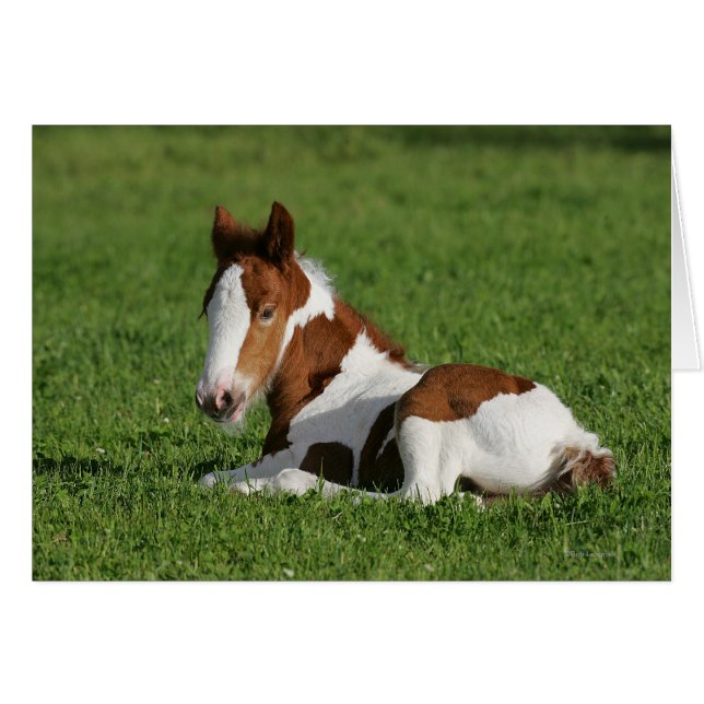 Cartão Foal Lay em Grass (Frente Horizontal)