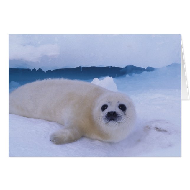 Cartão Foca Harpa América do Norte, Canadá, Quebec (Frente Horizontal)