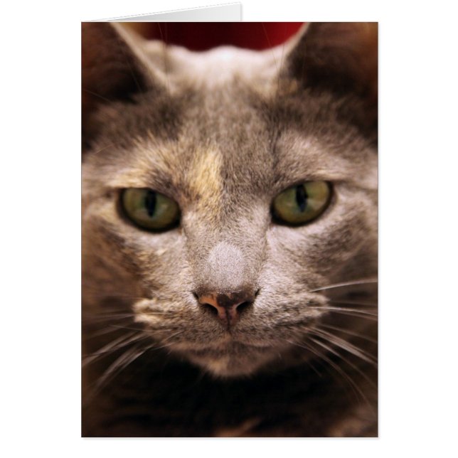 Cartão Focado (Frente)