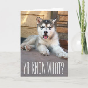 Cartão Fofa fotografia de cachorrinho de Malamute do Alas