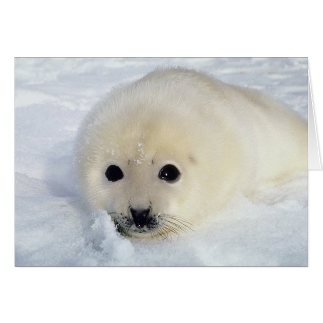 Cartão Foffy Harp Seal Pup (Frente Horizontal)