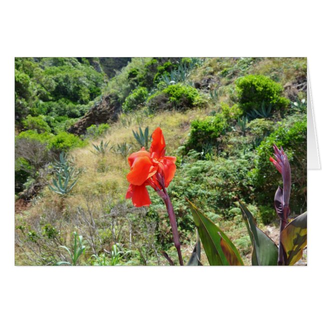 Cartão Fogo índio (Canna indica purpurea) (Frente Horizontal)