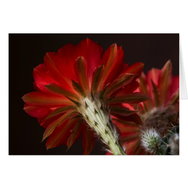 Cartão Fogo por aí (Frente Horizontal)