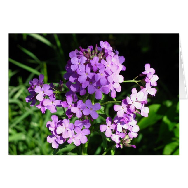 Cartão Foguete da Dame (Frente horizontal)