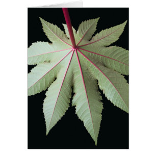 Cartão Folha e haste