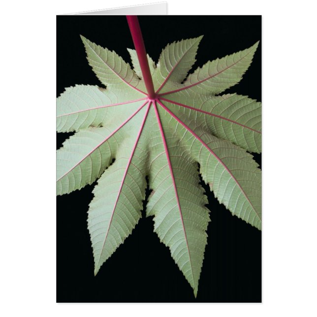 Cartão Folha e haste (Frente)