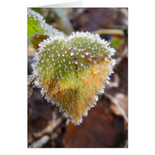 Cartão Folha em forma de coração com geada