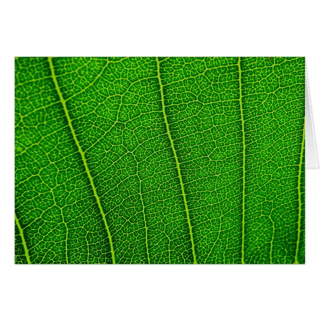 Cartão folhas (Frente Horizontal)