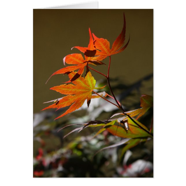 Cartão Folhas à luz do sol (Frente)