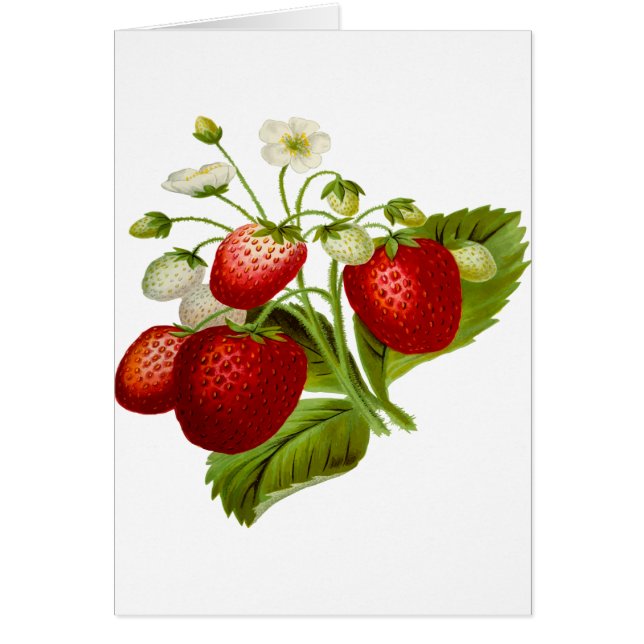 Cartão Folhas de folhas de fruta de comida (Frente)