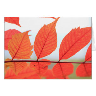 Cartão Folhas de Orange de outono