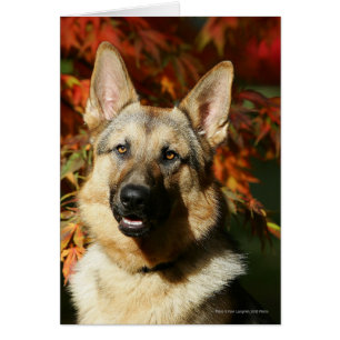 Cartão Folhas de outono de german shepherd