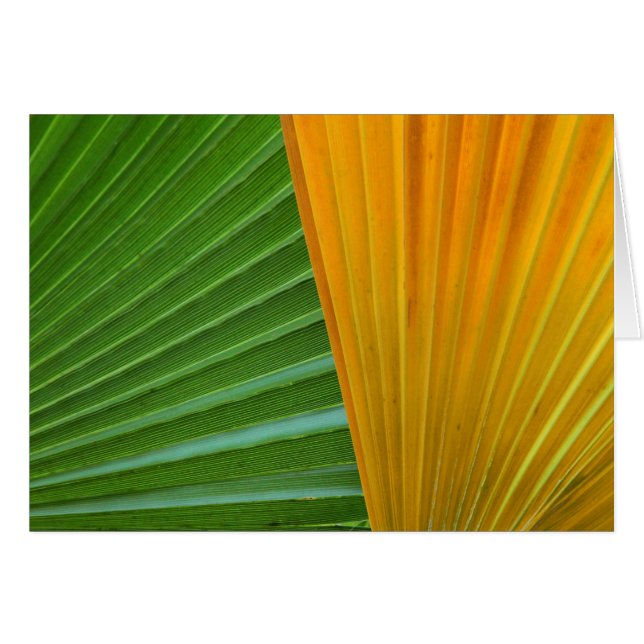 Cartão Folhas de Ventoinha Verdes e Amarelas (Frente Horizontal)