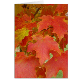 Cartão Folhas de Vermelho