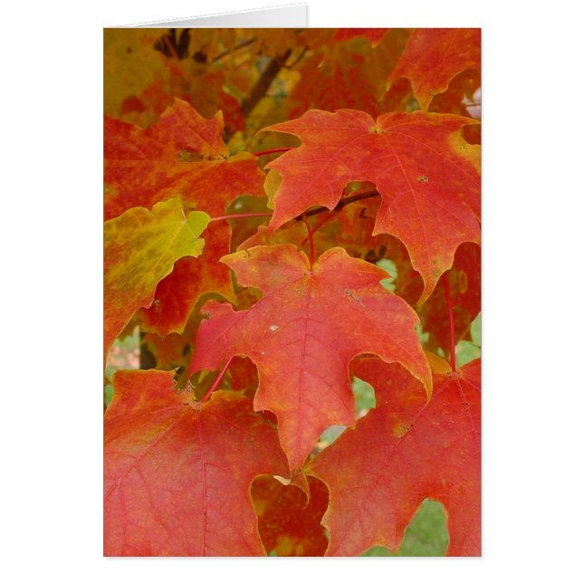 Cartão Folhas de Vermelho (Frente)