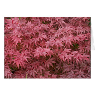 Cartão folhas do palmatum de Acer