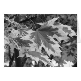 Cartão Folhas em preto e branco