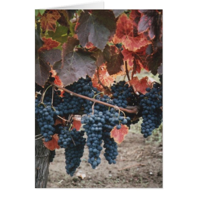 Cartão Folhas & uvas queimadas do vermelho (Frente)