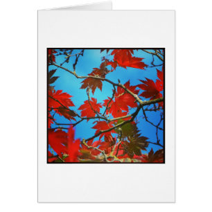 Cartão Folhas vermelhas