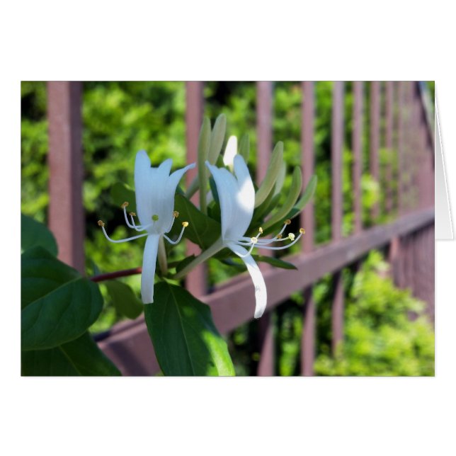 Cartão fora da linha (Frente Horizontal)