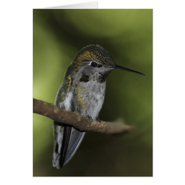 Cartão Forest Faerie (Frente)