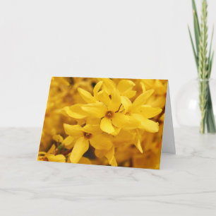 Cartão Forsythia Flower Greeting Card