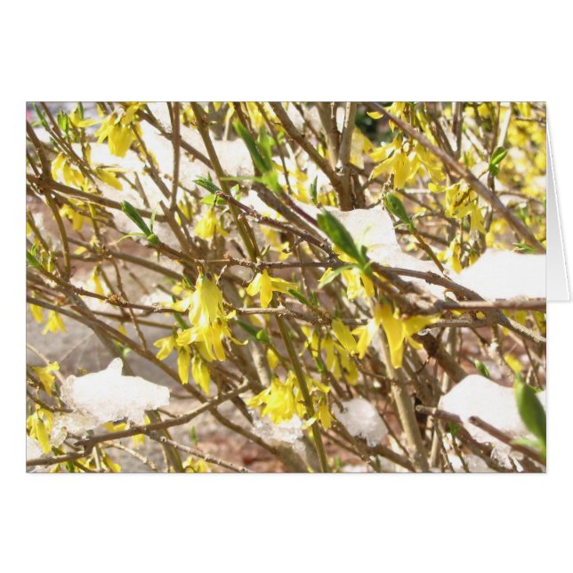 Cartão Forsythia nevado (Frente Horizontal)